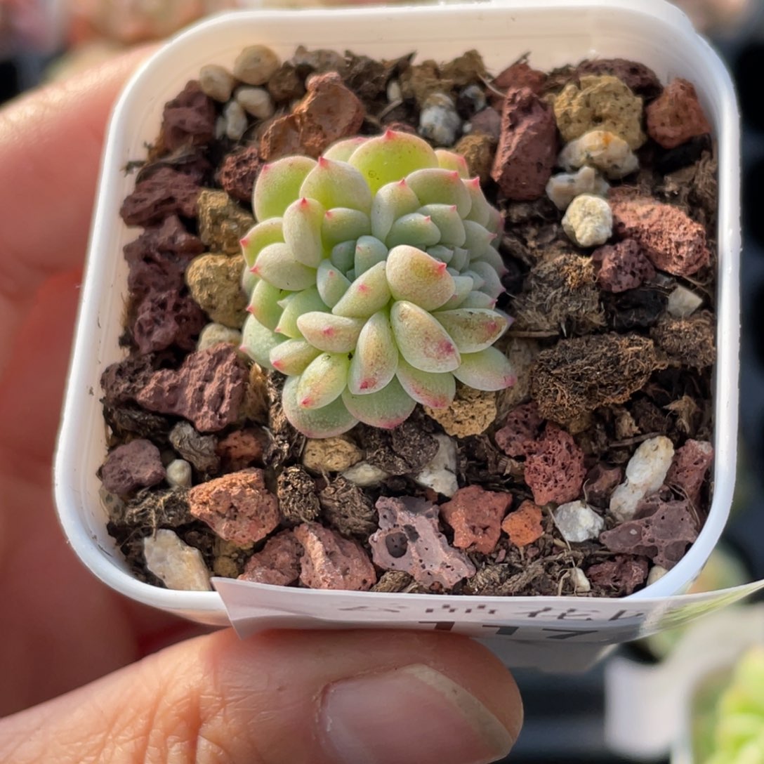 喵***喵117号糖心冰心珍妮 缀