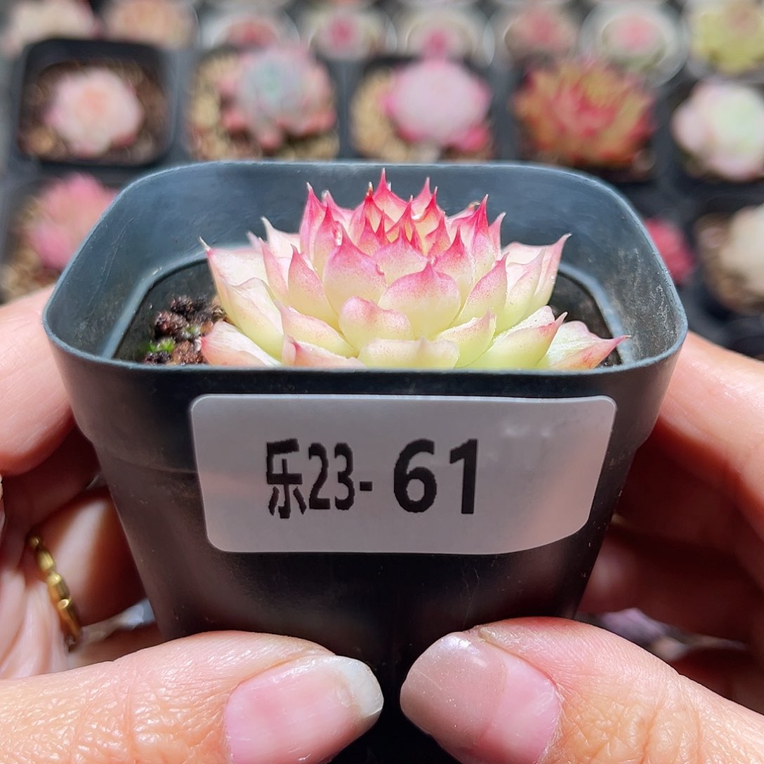 乐23-61女王单头