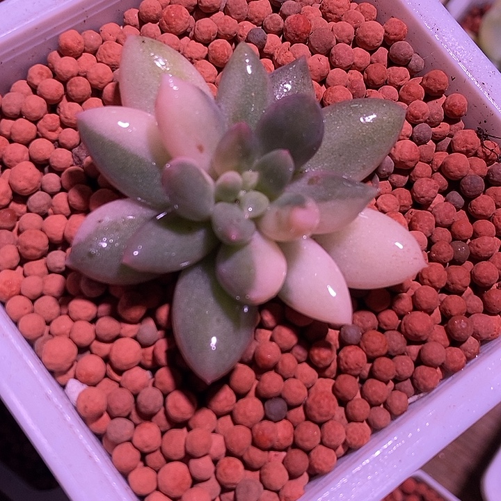 所罗门锦多肉植物