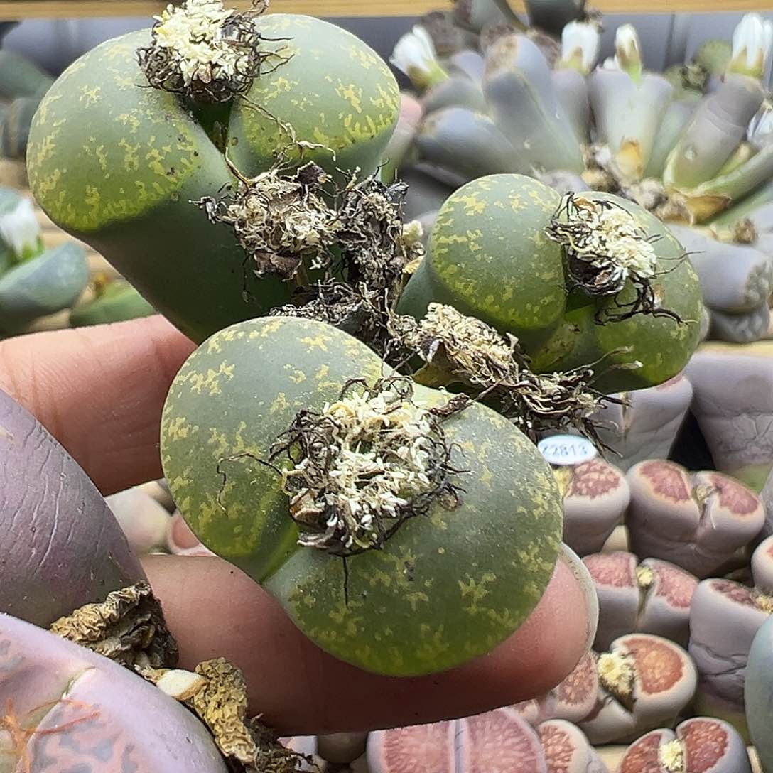 云2827 生石花部分有伤长腿清货不售后