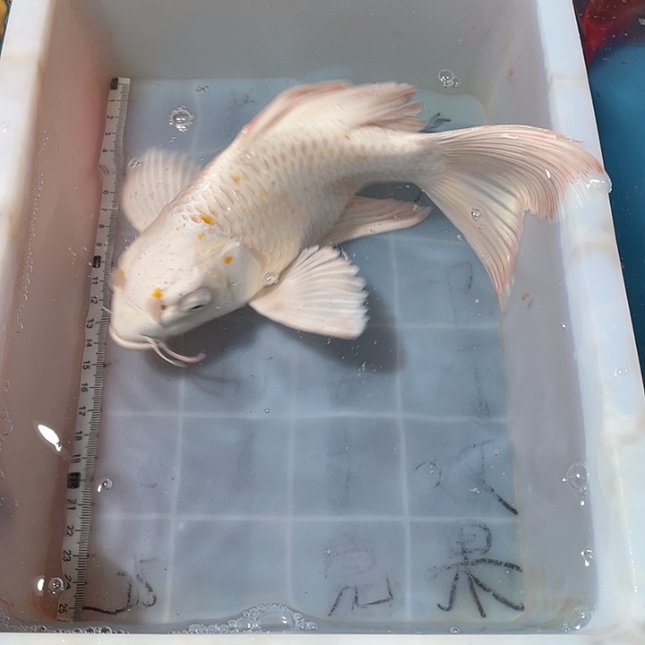 蝴蝶鲤鱼渔场直发76