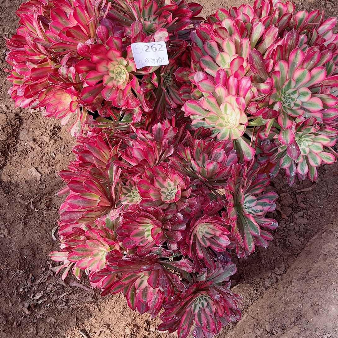 无花朵家**女多肉植物组合262