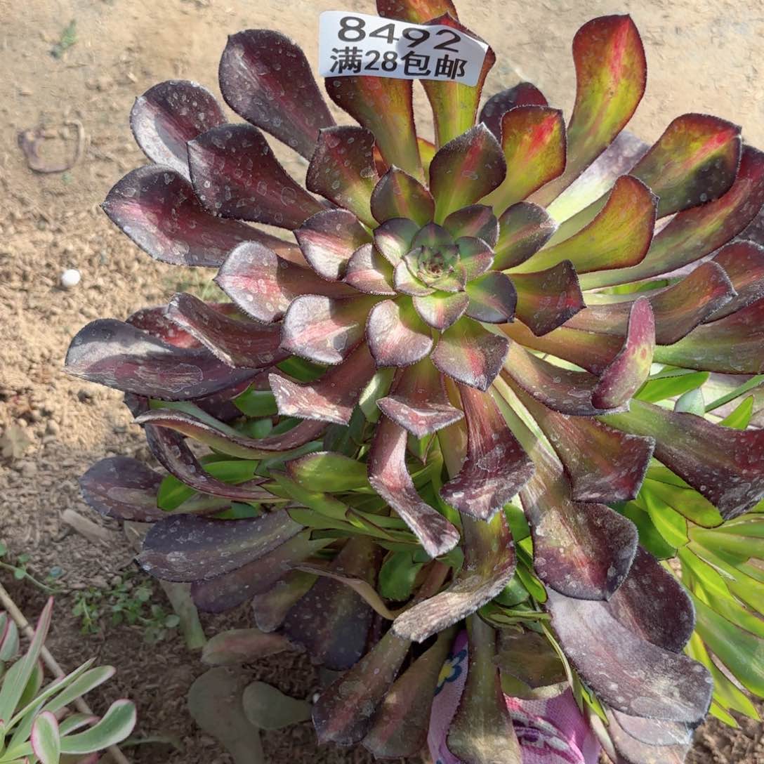 G. 8492铜壶中班多肉