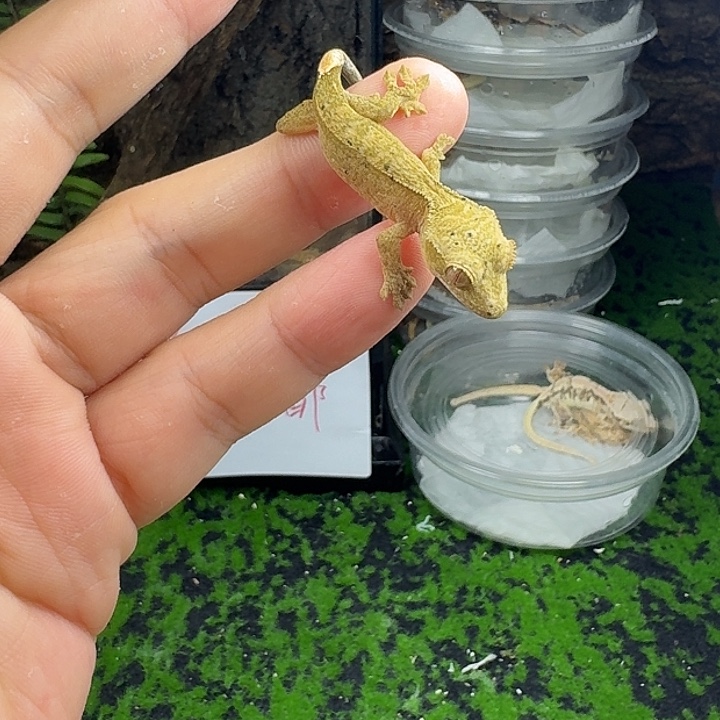 睫角守宫麦町苗子