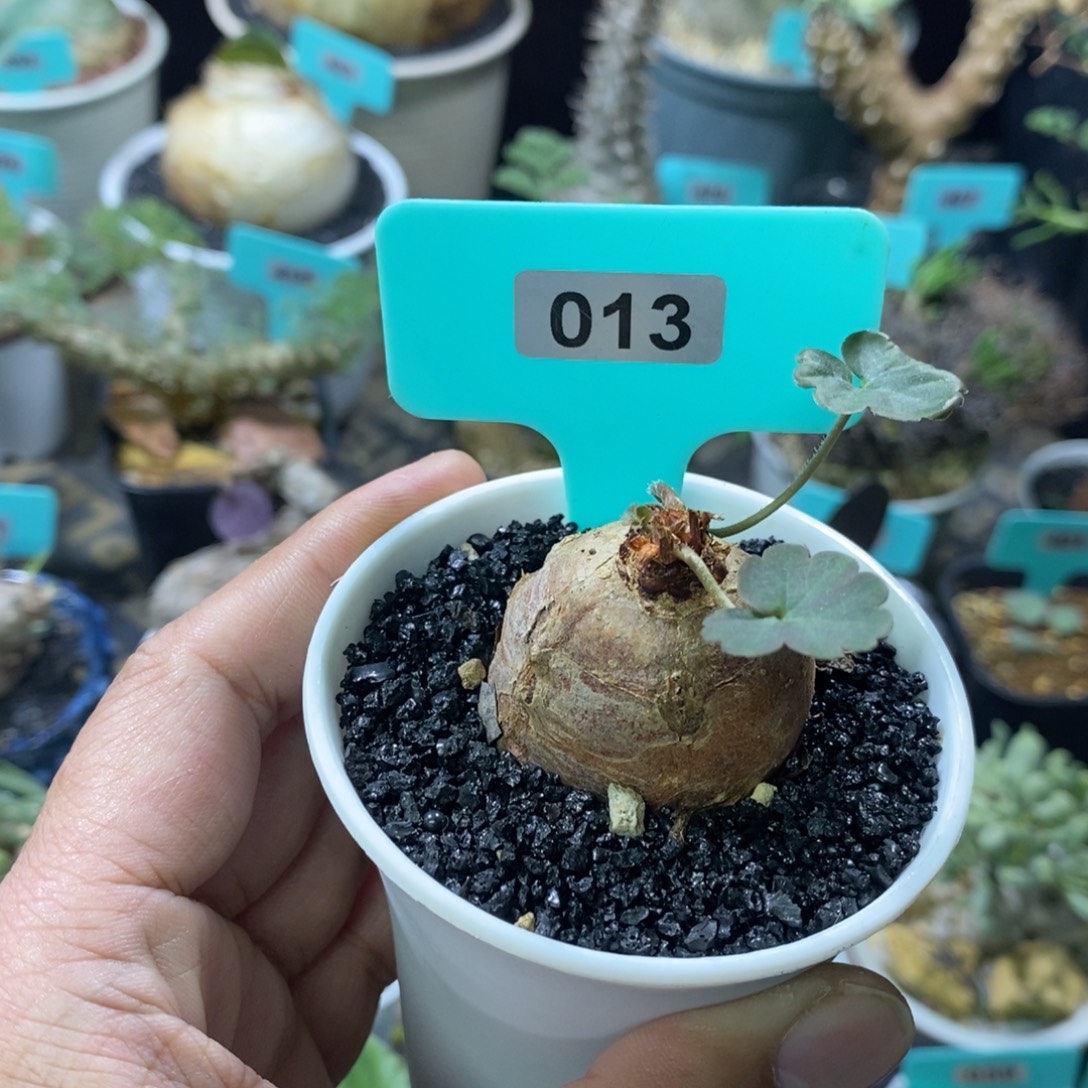 肾叶杨奎多肉植物