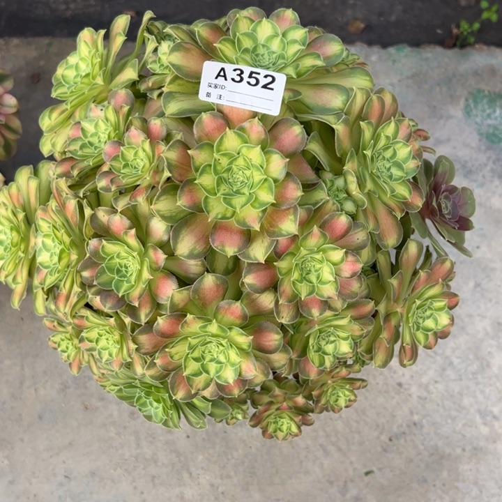 352韶华30厘米左右多肉