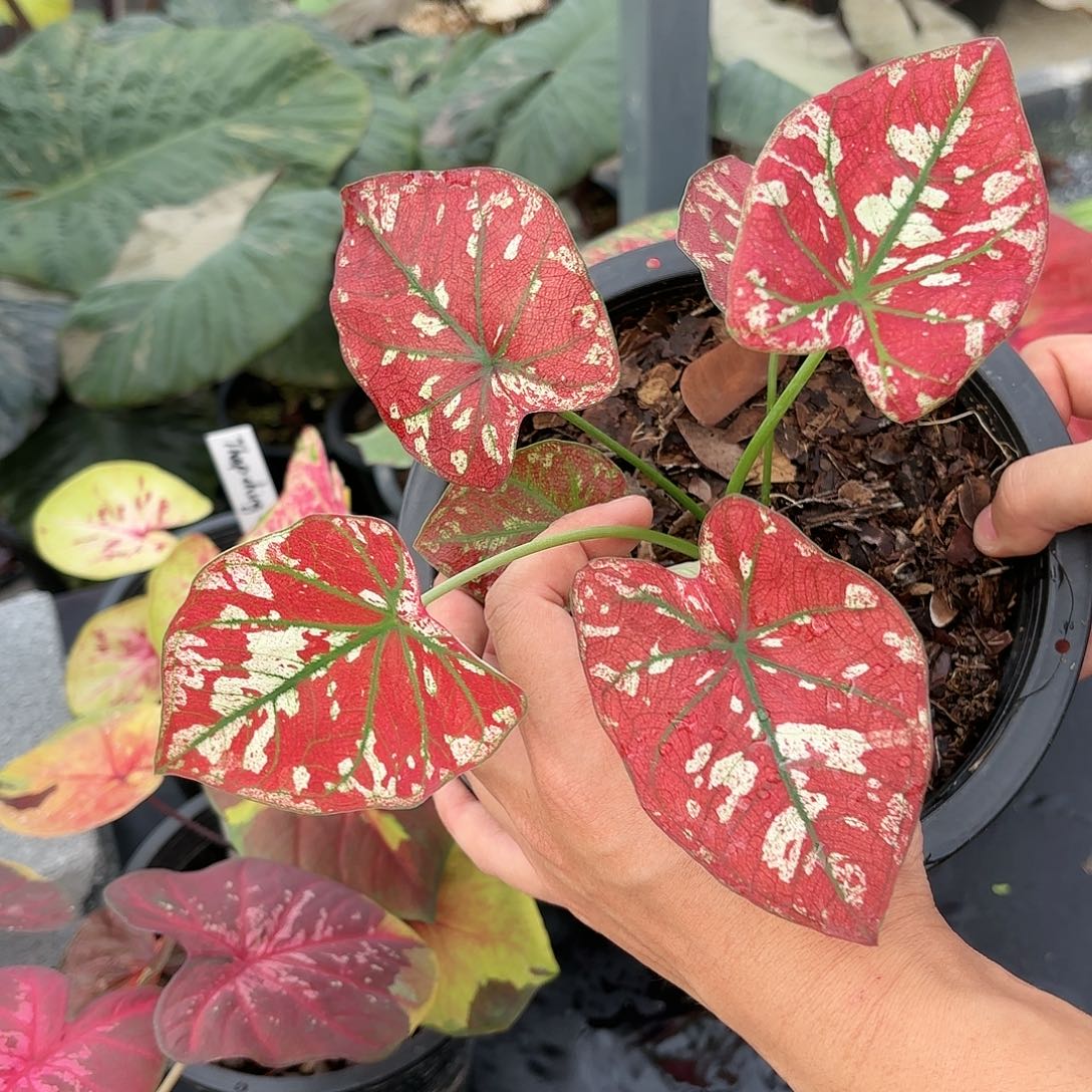 泰国彩叶芋19-0115 多肉