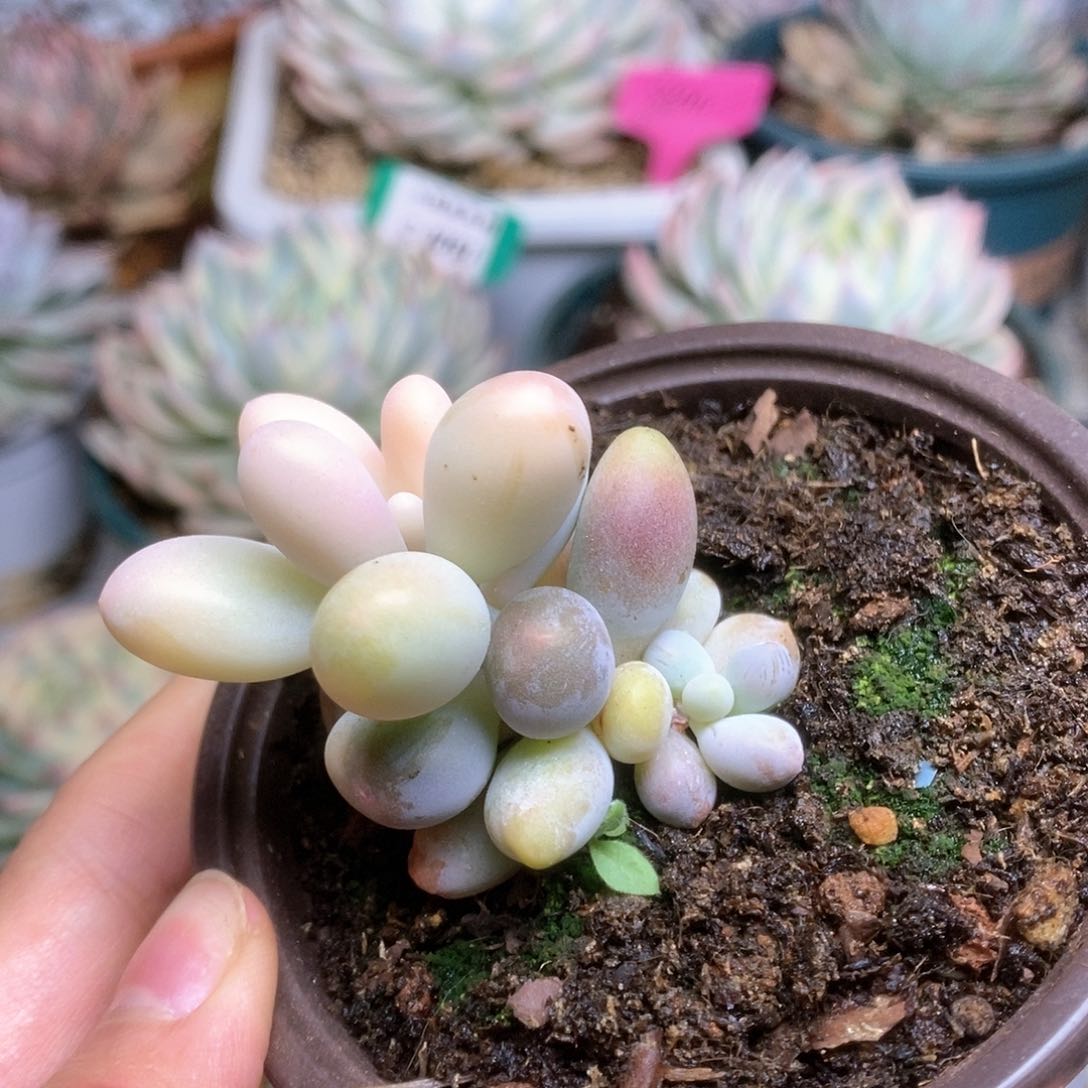 145奶锦锦锦锦锦锦锦