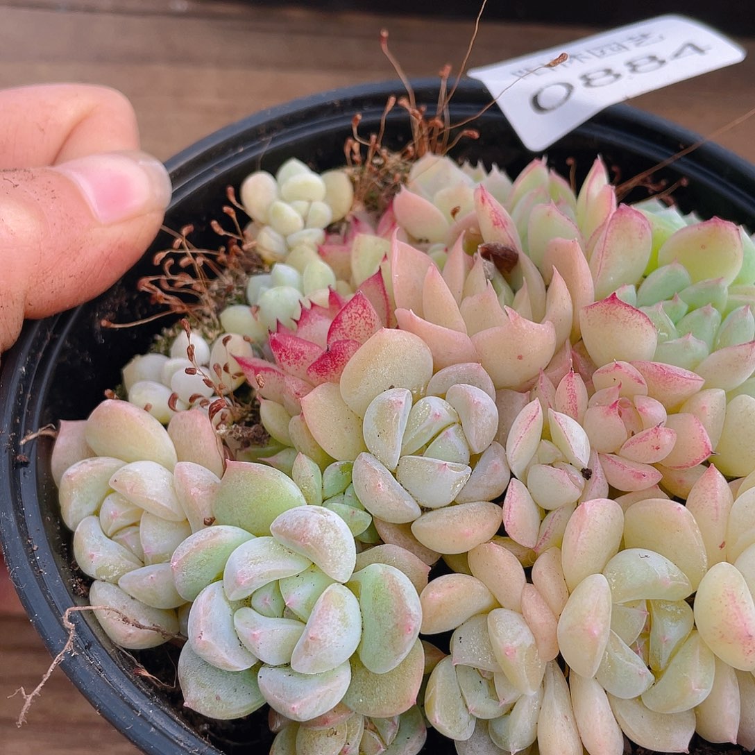 多肉植物多肉植物884