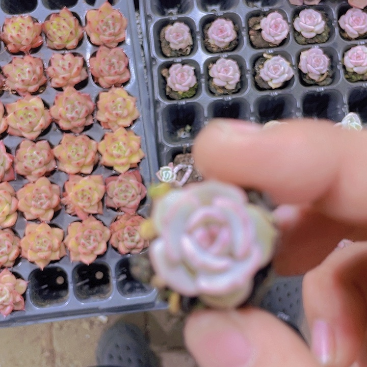 露娜莲【满10颗包邮】