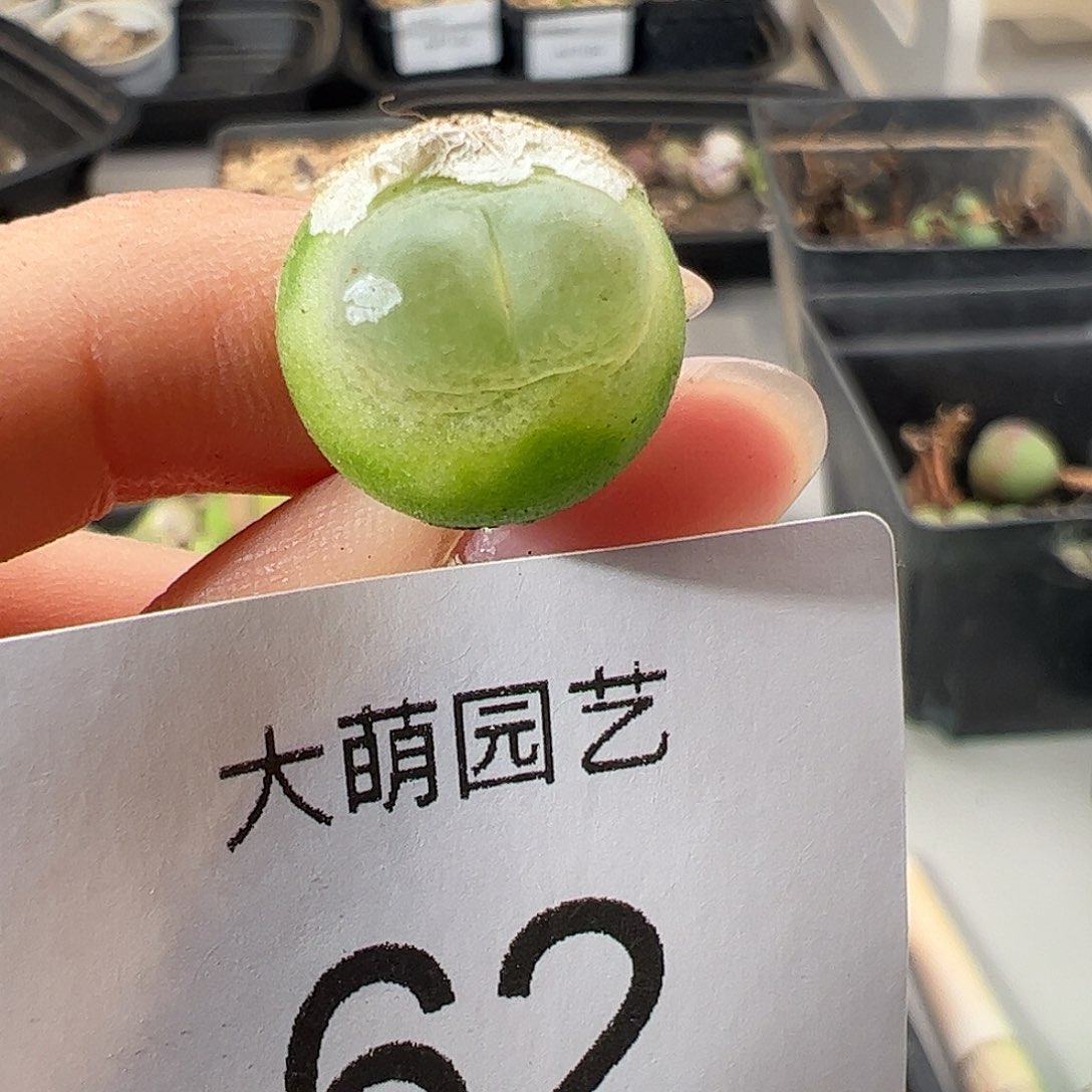 一物一拍         62