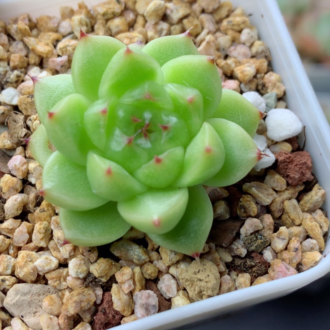 58包邮  群生不包整麦秆12