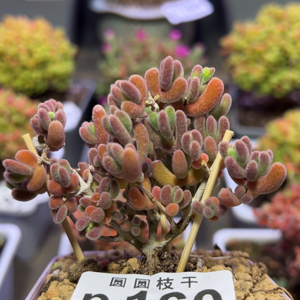 【闪购商品】p160荔枝糯米糍冠幅6.5cm