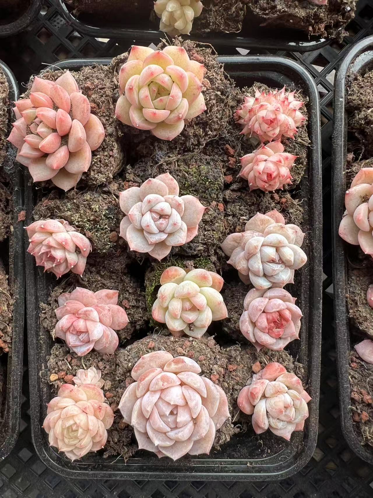 基地好养多肉植物组合盆栽含盆土室内精品小绿植花卉