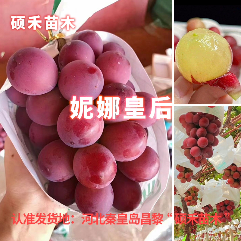 妮娜皇后葡萄苗（各种根系嫁接苗）【满29包邮】