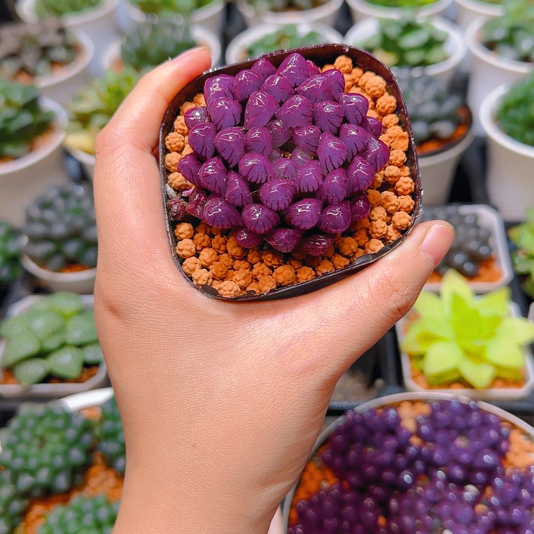  紫宝石冰灯玉露，原盆，