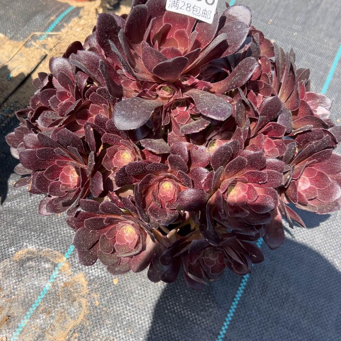 306多肉   荷兰玫瑰         
