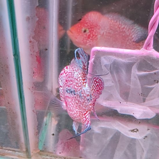 罗汉鱼222222222222