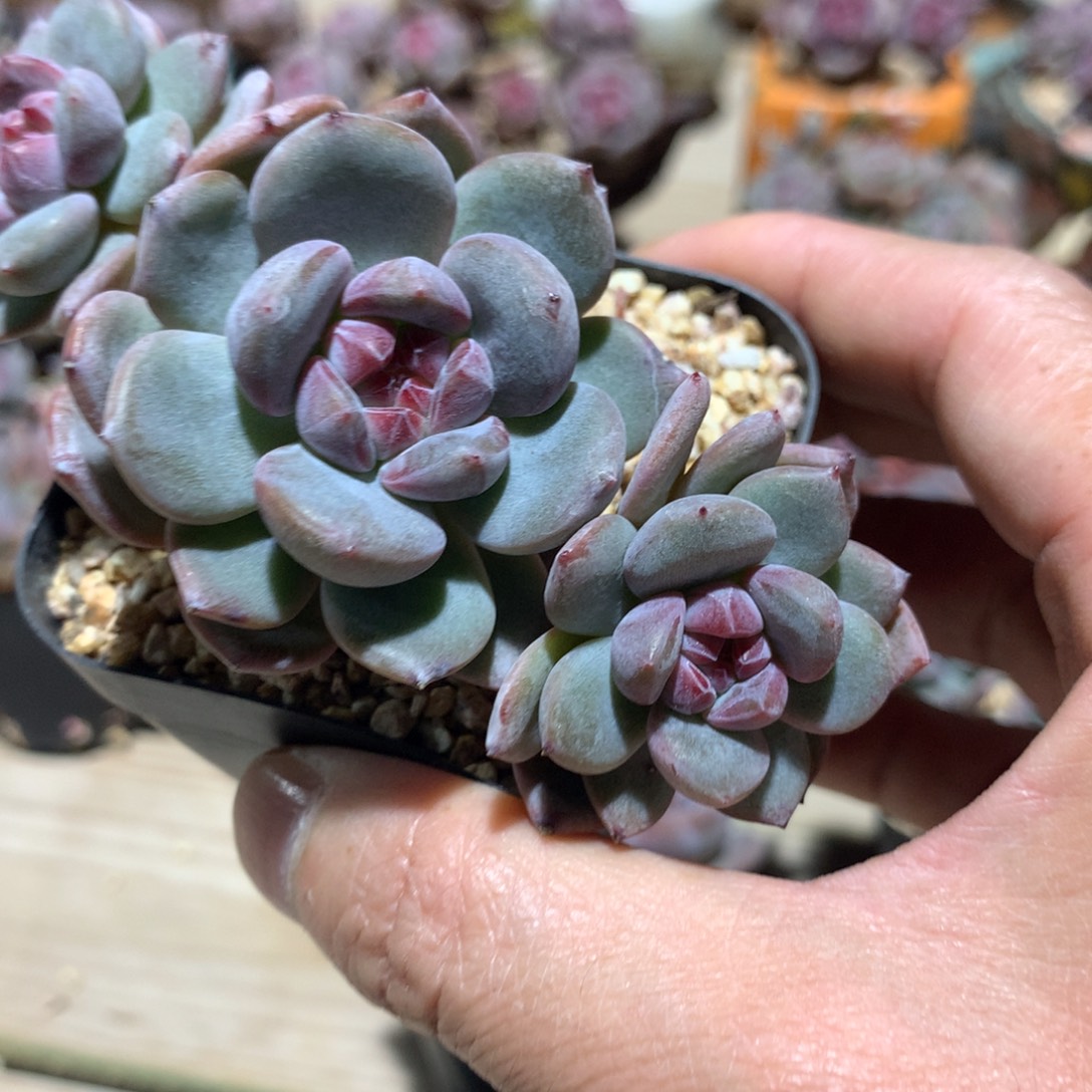 鱼***溪小溪突尼斯发货多肉）