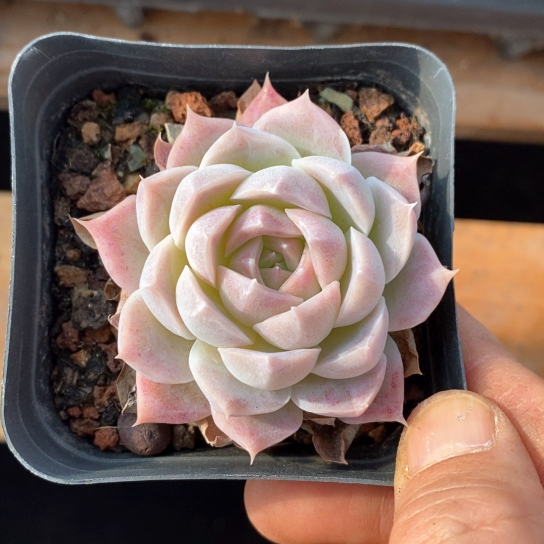 精品多肉一物一拍不包整160