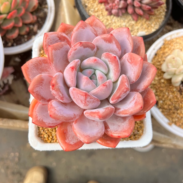 奥橙 单头 夏鸣园艺