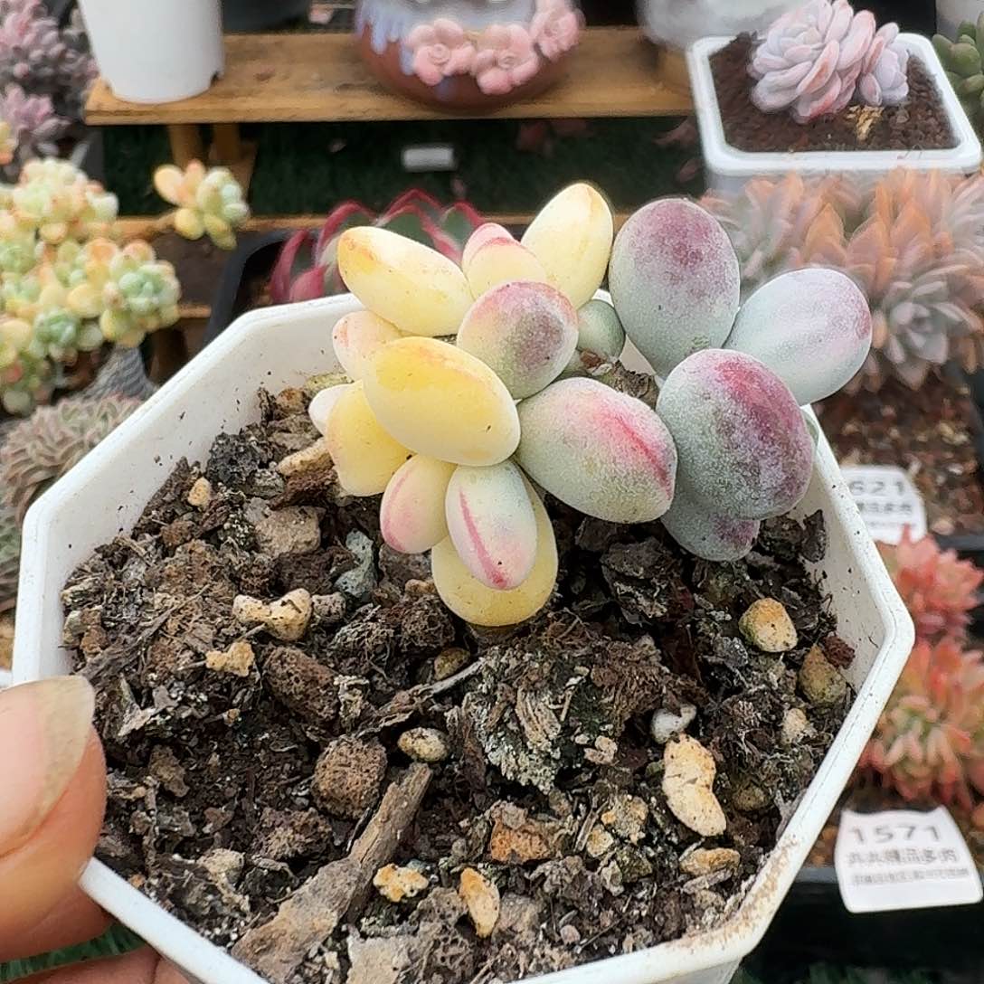 1687一物一拍（满28包邮5