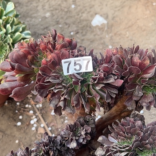 素***编多肉植物一个欧子757