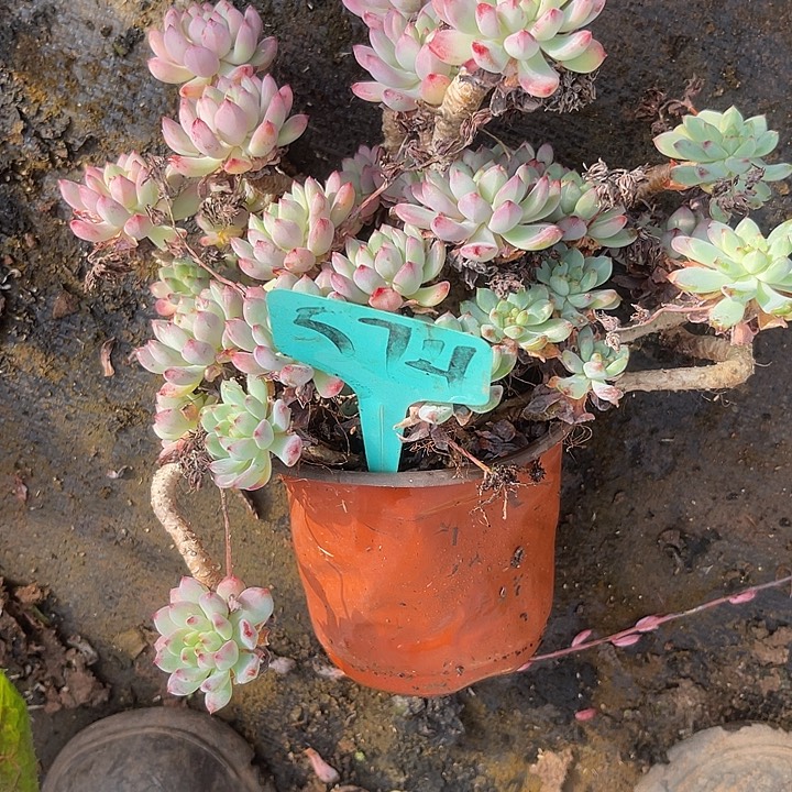 林***语两单包邮，散，不售后574