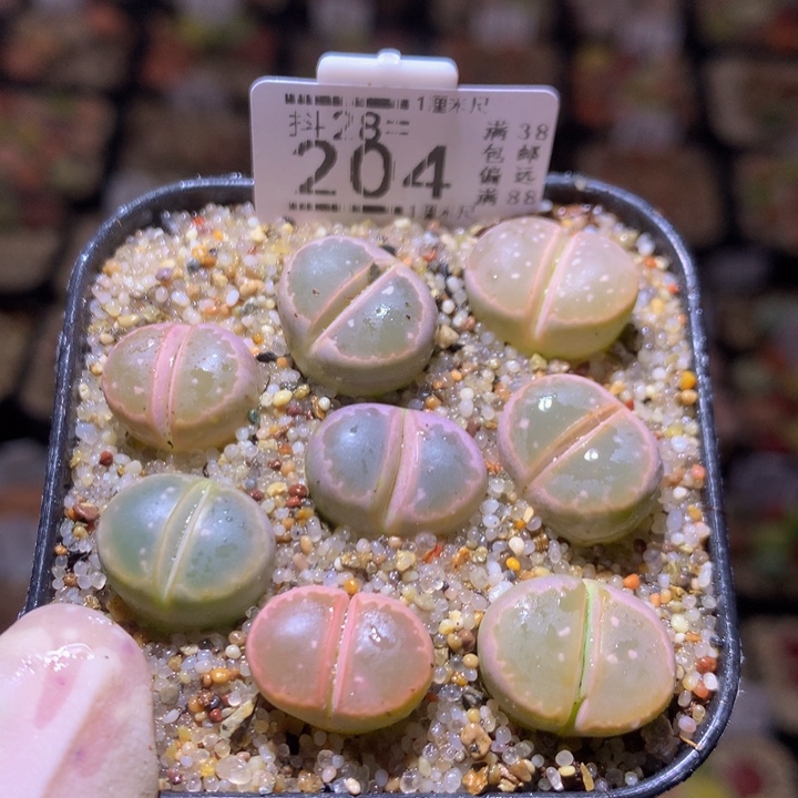 精品生石花28.204