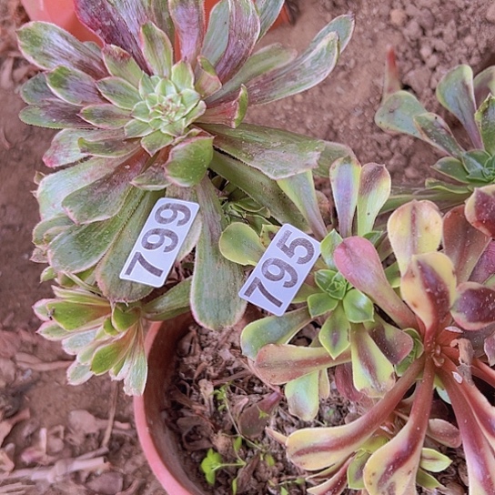 菊***茶多肉植物两个法师