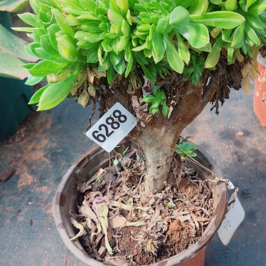 288翡翠琉璃瑕疵