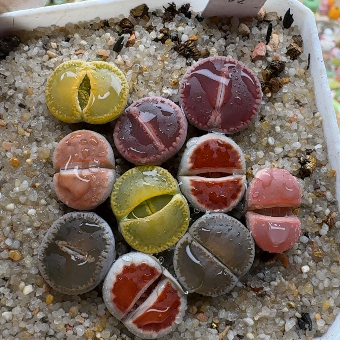 1227-030净窗彩套