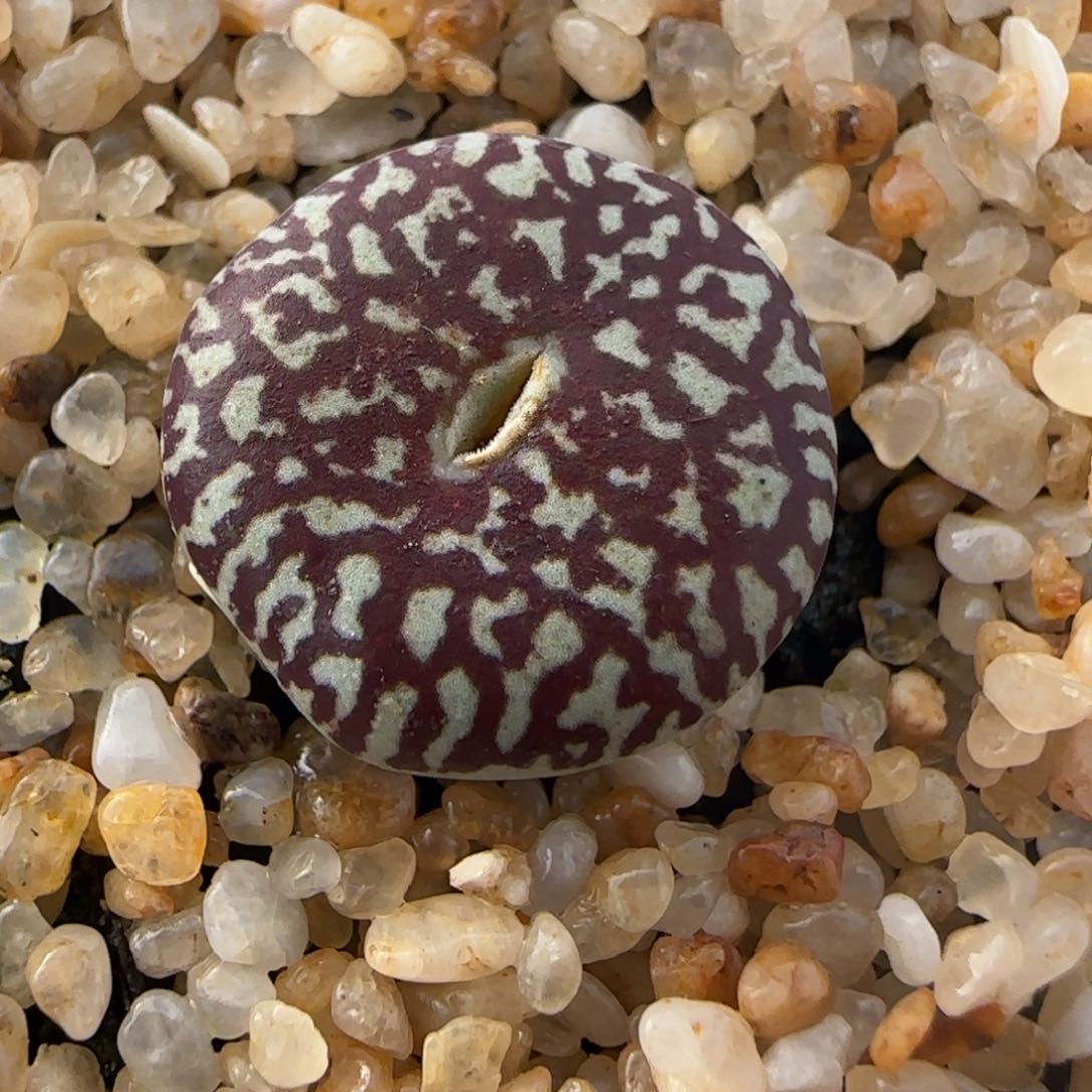 1.28多肉新年大福头超墨143号