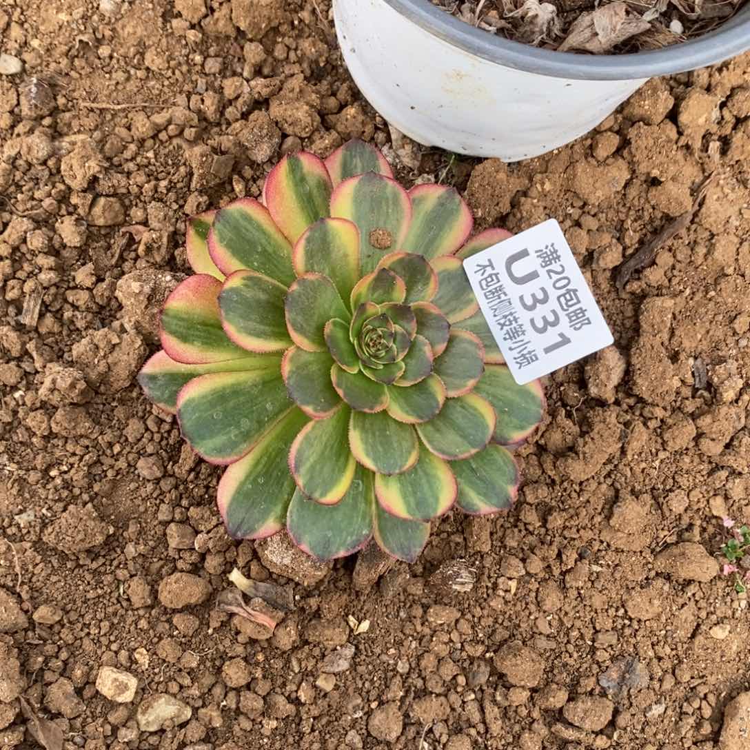 331半夏多肉法师锦