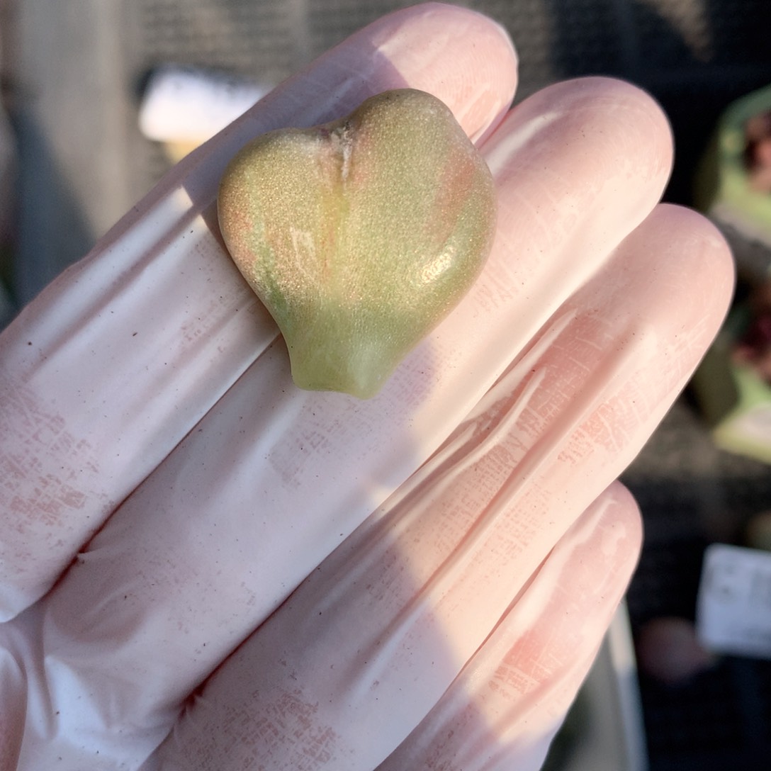 油煎叶片一片190