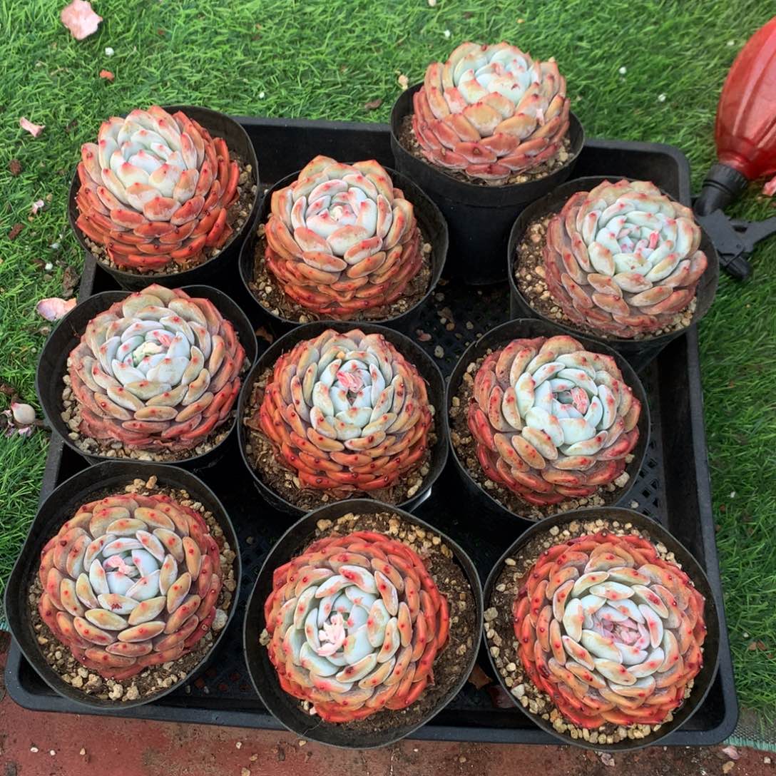 416橙子多肉植物组合