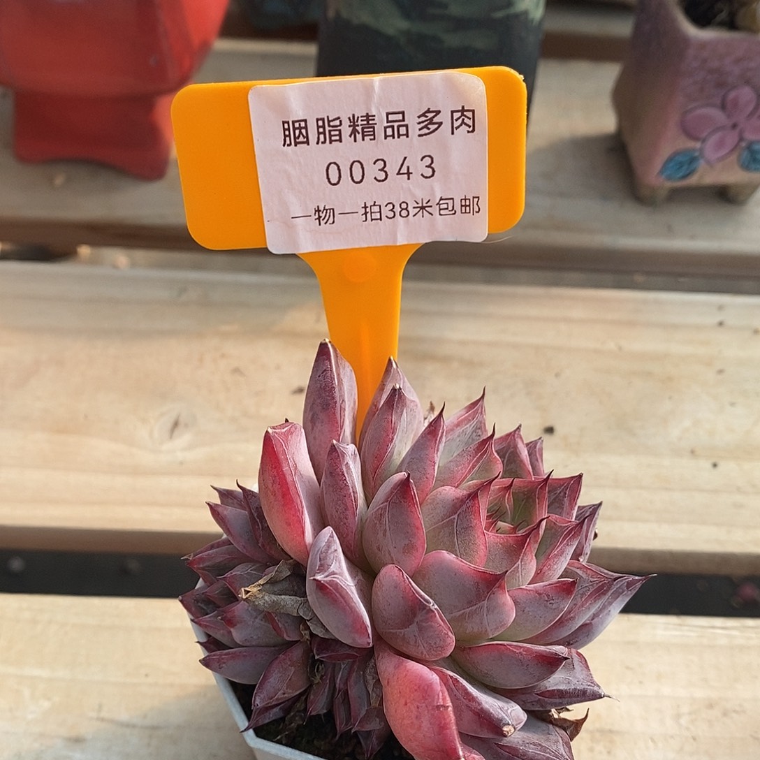 00343啊啊句我out了姐姐