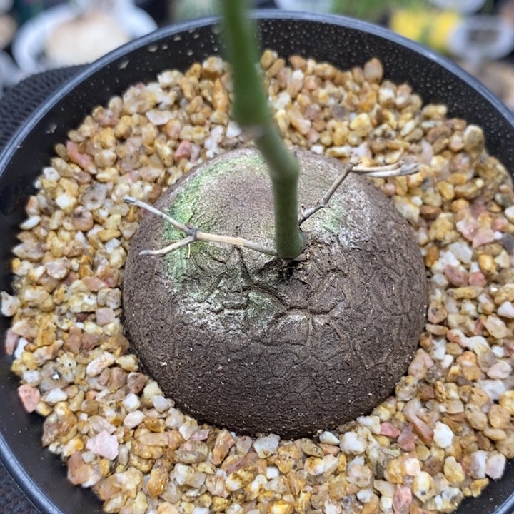 实生南非龟甲龙16号4.5cm