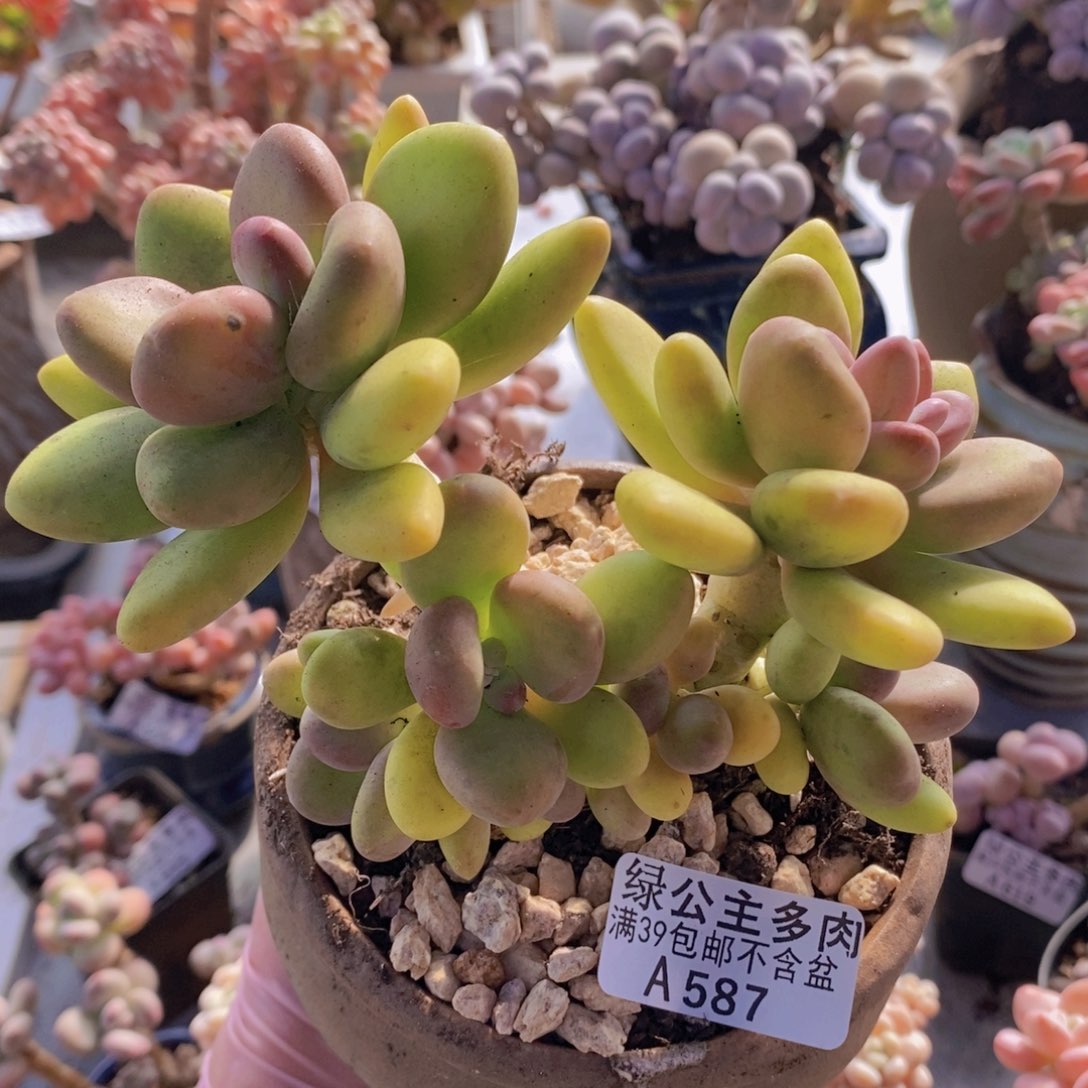 芒果奶11cm587多肉植物