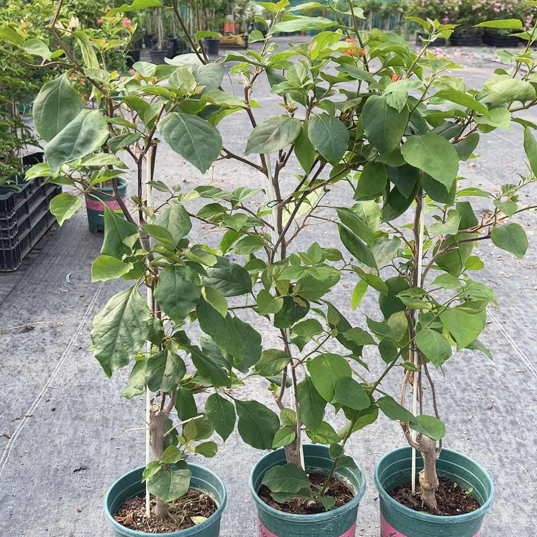 当前无花栽培后可以开花波妹一棵