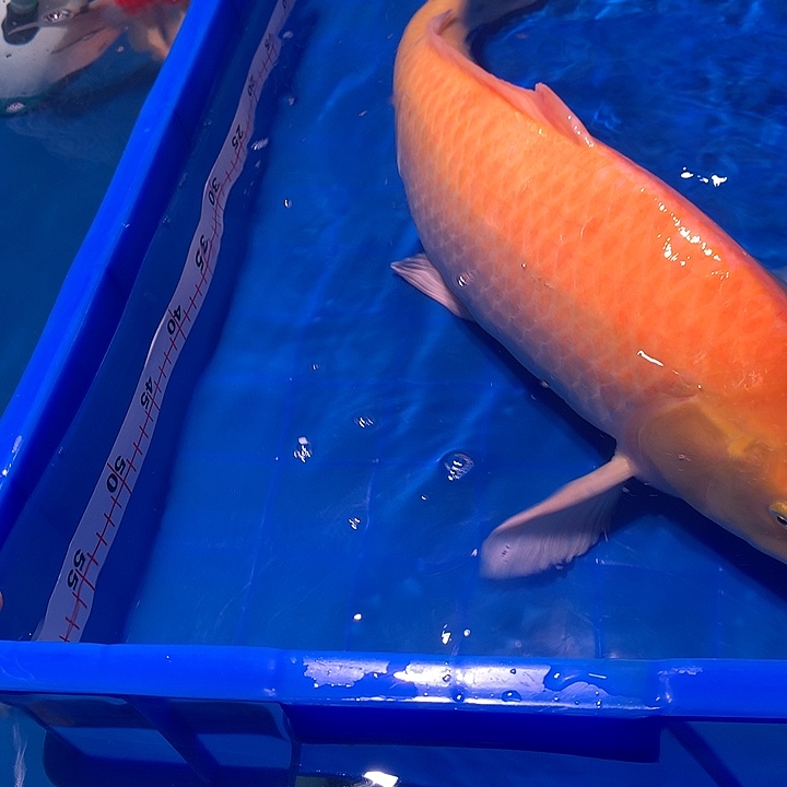 锦鲤锦鲤介子一条