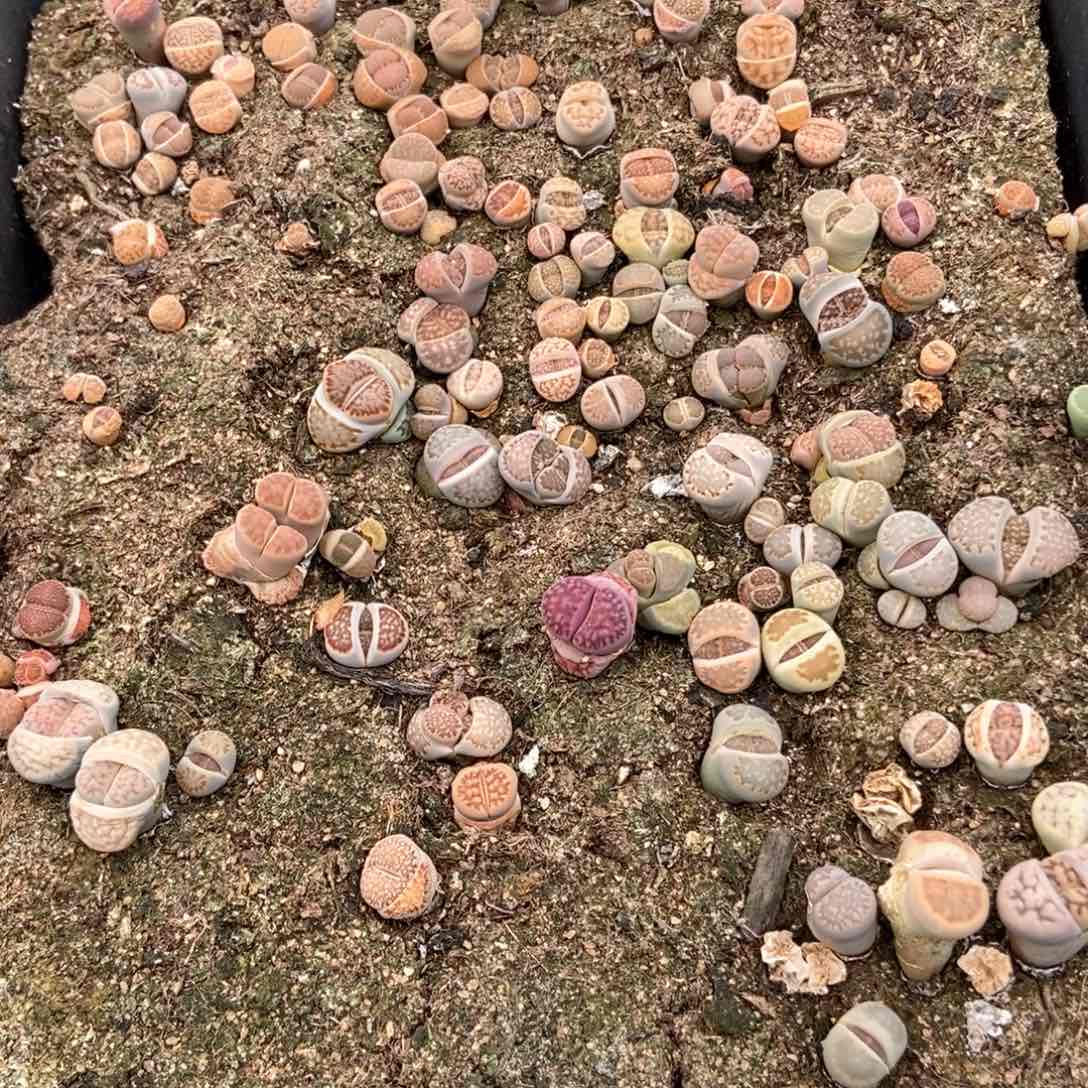 8955特价寿丽一盘带盆土