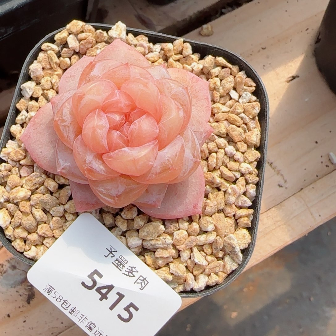 粉海湾，5415多肉植物