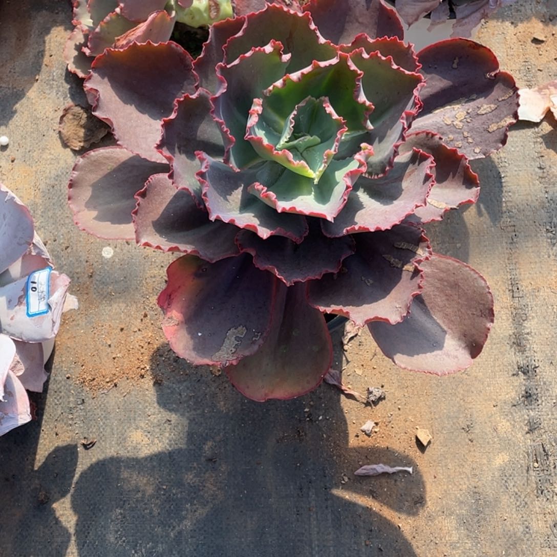 漫***情11号包菜系列多肉植物1棵