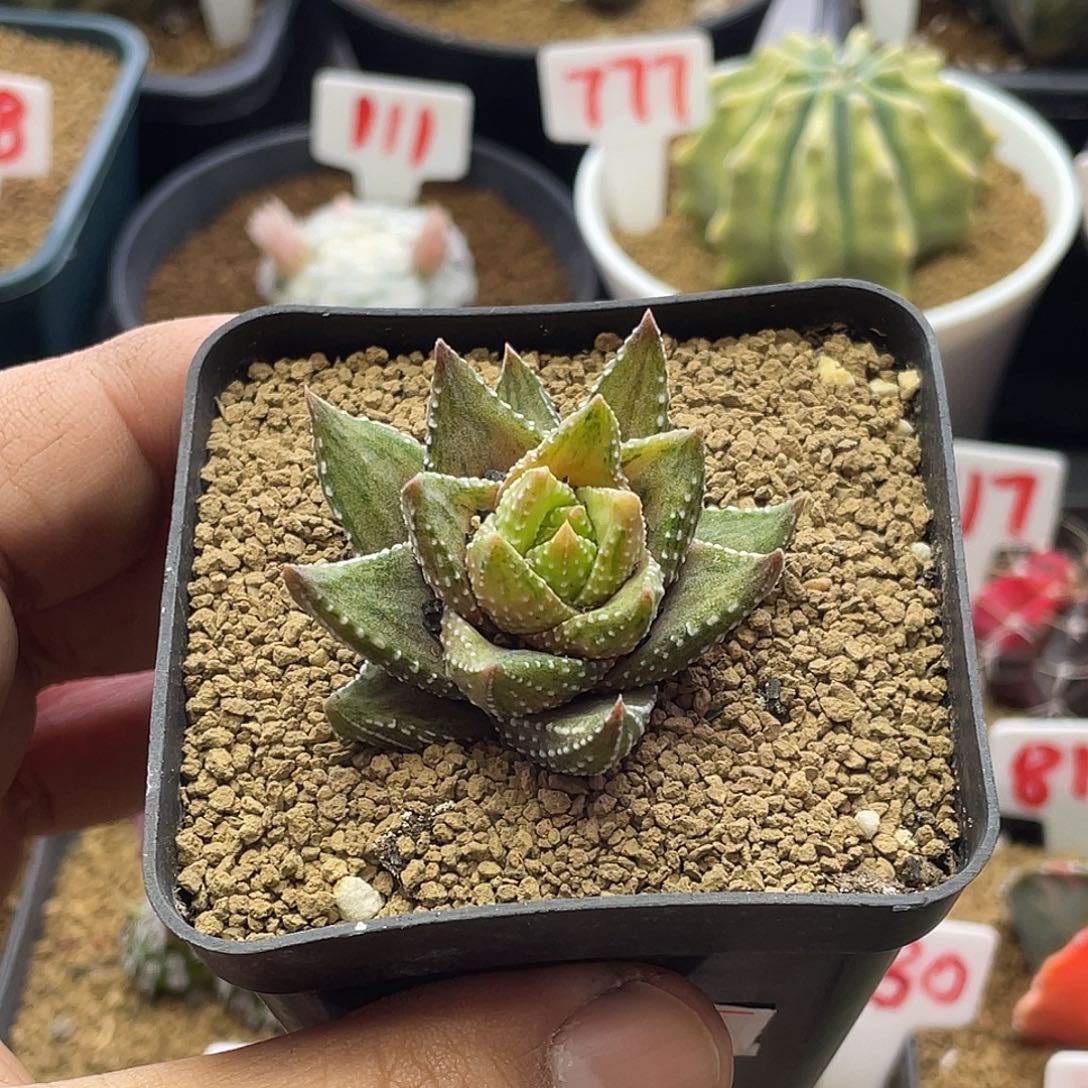 实生丸叶九轮塔散斑锦