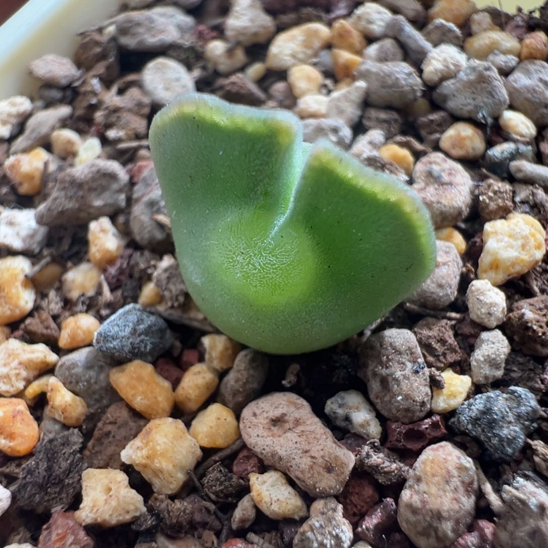 975青蛙优选大眼空蝉一颗