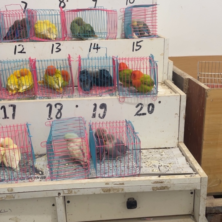 虎皮鹦鹉猛*牡丹