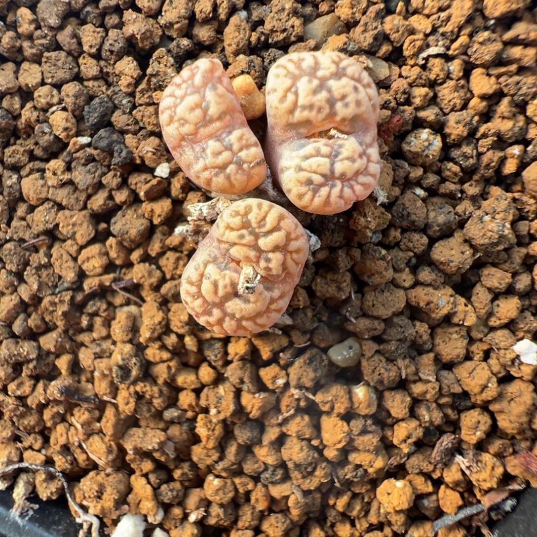 10-64肉锥多肉植物