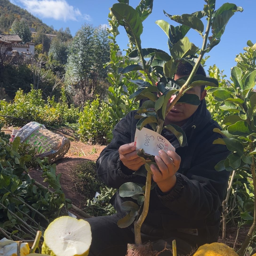 汤***圆当前无花朵，栽培后可花朵0005号一颗
