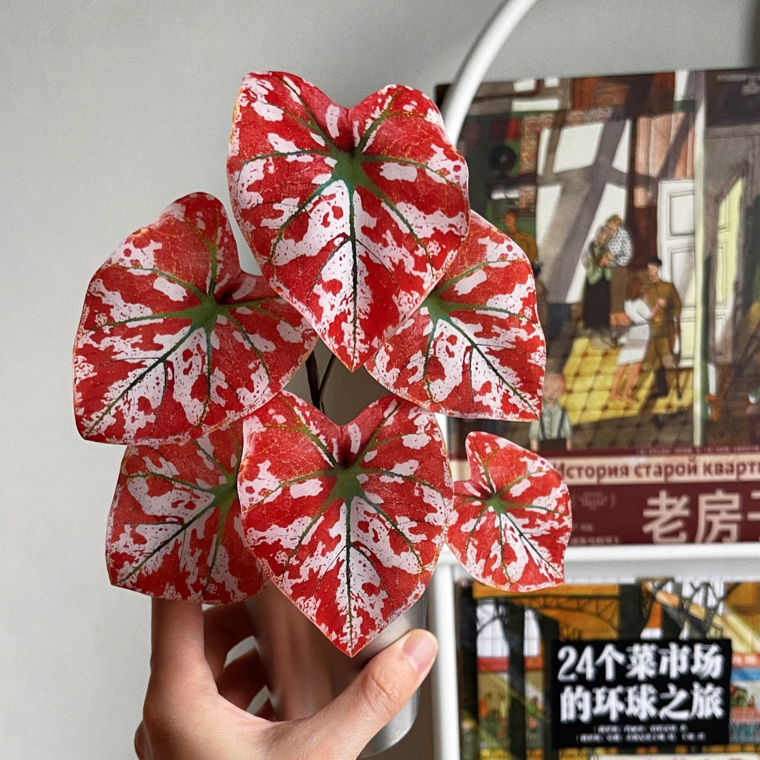 泰版猩红玛丽彩叶芋室内好养轻奢小众轻盈灵动热植盆栽